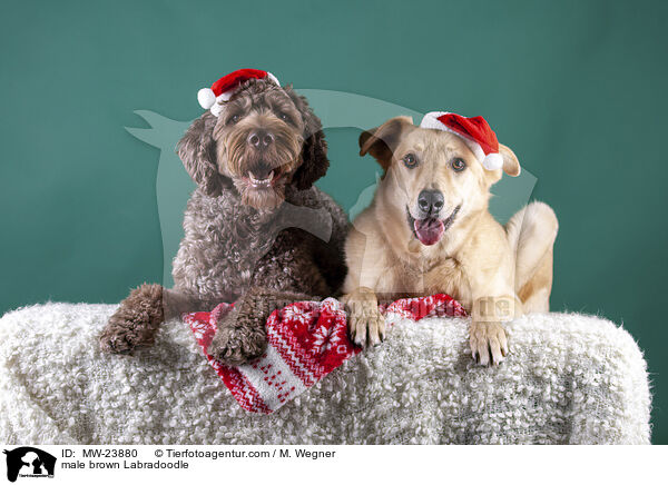 brauner Labradoodle Rde / male brown Labradoodle / MW-23880