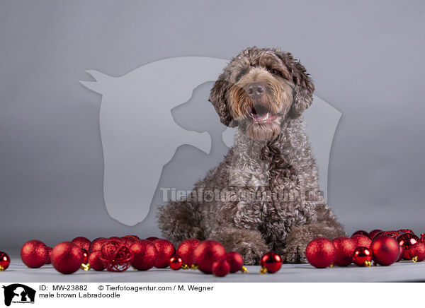 brauner Labradoodle Rde / male brown Labradoodle / MW-23882