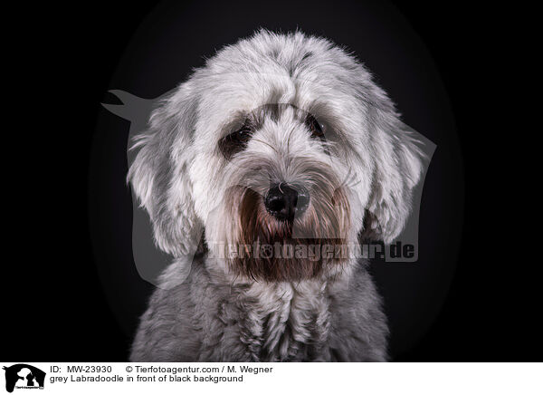 grey Labradoodle in front of black background / MW-23930