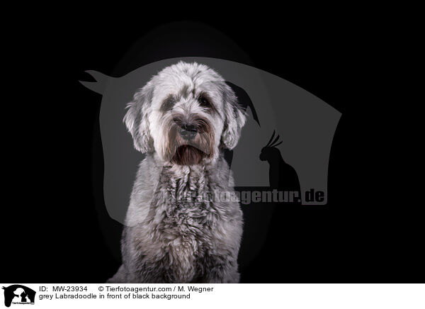 grey Labradoodle in front of black background / MW-23934