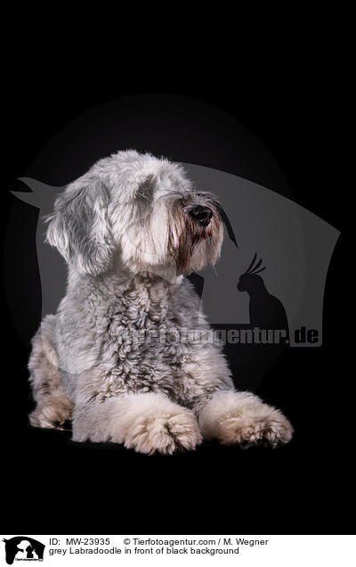 grauer Labradoodle vor schwarzem Hintergrund / grey Labradoodle in front of black background / MW-23935