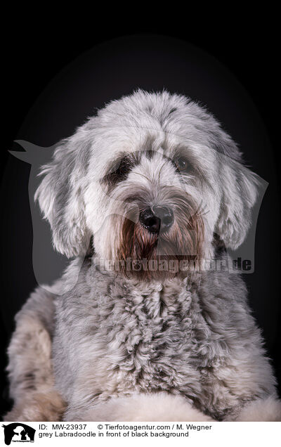 grauer Labradoodle vor schwarzem Hintergrund / grey Labradoodle in front of black background / MW-23937