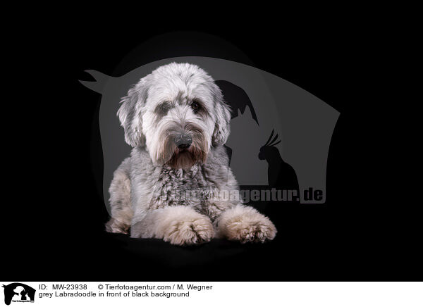 grauer Labradoodle vor schwarzem Hintergrund / grey Labradoodle in front of black background / MW-23938