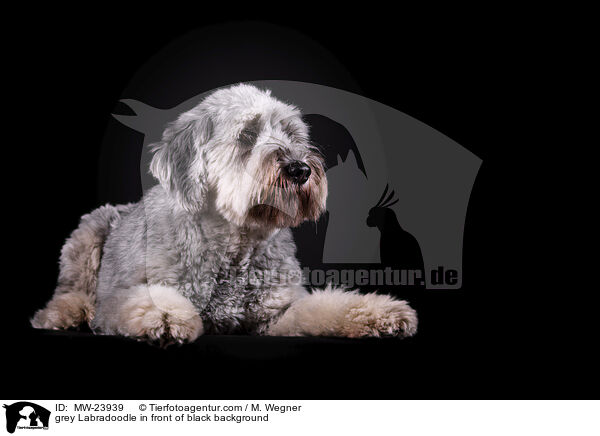 grauer Labradoodle vor schwarzem Hintergrund / grey Labradoodle in front of black background / MW-23939