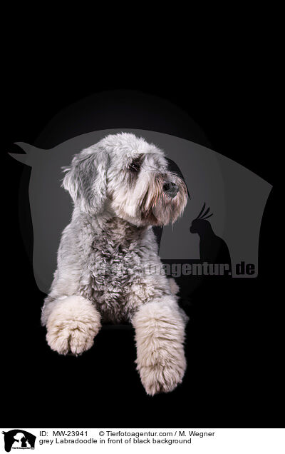 grauer Labradoodle vor schwarzem Hintergrund / grey Labradoodle in front of black background / MW-23941