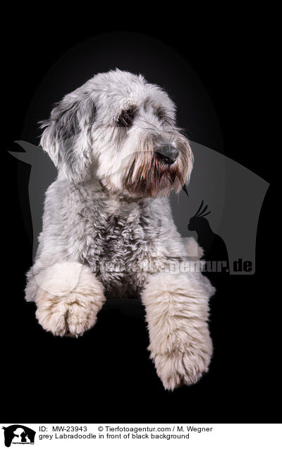 grey Labradoodle in front of black background / MW-23943