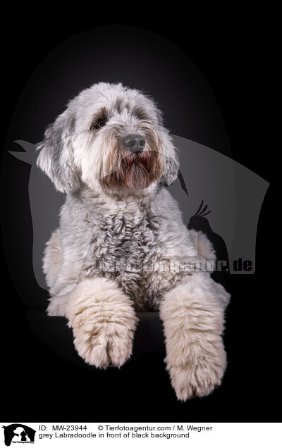 grey Labradoodle in front of black background / MW-23944