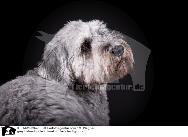 grey Labradoodle in front of black background / MW-23947