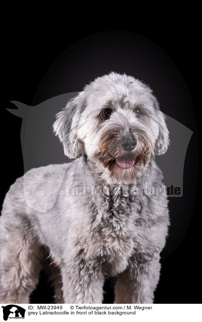 grey Labradoodle in front of black background / MW-23949