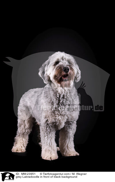 grauer Labradoodle vor schwarzem Hintergrund / grey Labradoodle in front of black background / MW-23951
