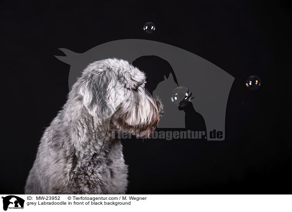 grauer Labradoodle vor schwarzem Hintergrund / grey Labradoodle in front of black background / MW-23952