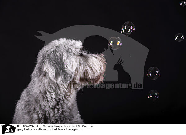 grey Labradoodle in front of black background / MW-23954