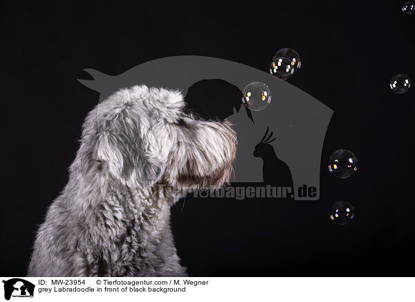 grauer Labradoodle vor schwarzem Hintergrund / grey Labradoodle in front of black background / MW-23954