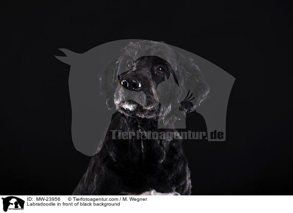 Labradoodle vor schwarzem Hintergrund / Labradoodle in front of black background / MW-23956