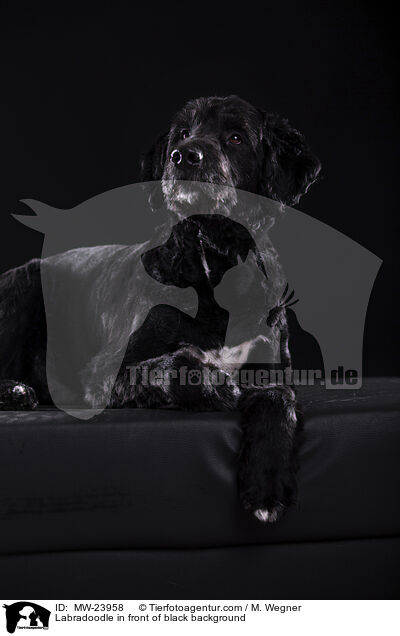 Labradoodle in front of black background / MW-23958
