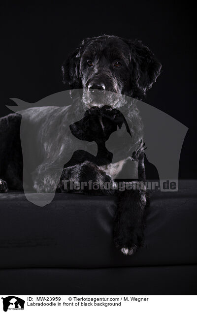 Labradoodle vor schwarzem Hintergrund / Labradoodle in front of black background / MW-23959