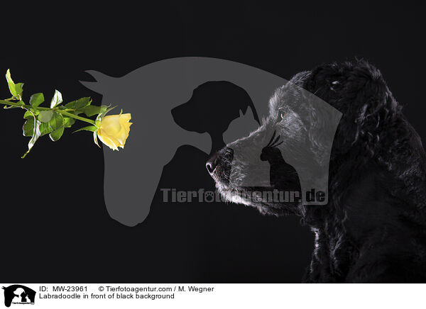 Labradoodle vor schwarzem Hintergrund / Labradoodle in front of black background / MW-23961