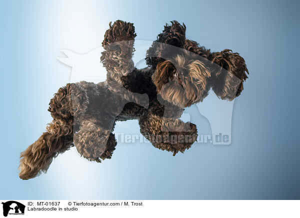 Labradoodle im Studio / Labradoodle in studio / MT-01637