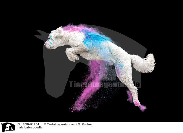 Labradoodle Rde / male Labradoodle / SGR-01254