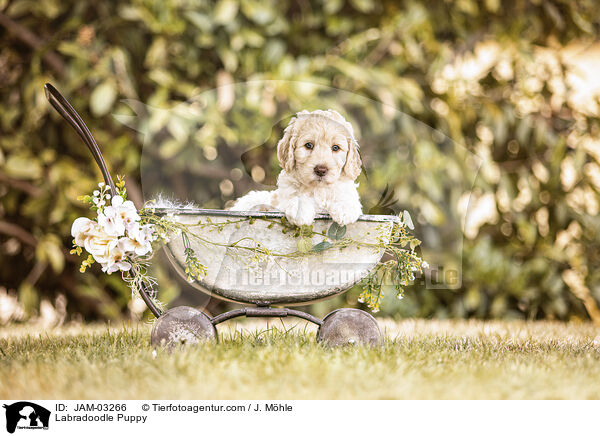 Labradoodle Welpe / Labradoodle Puppy / JAM-03266