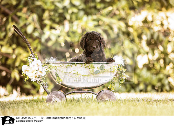 Labradoodle Welpe / Labradoodle Puppy / JAM-03271