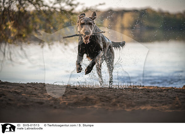 Labradoodle Rde / male Labradoodle / SVS-01513