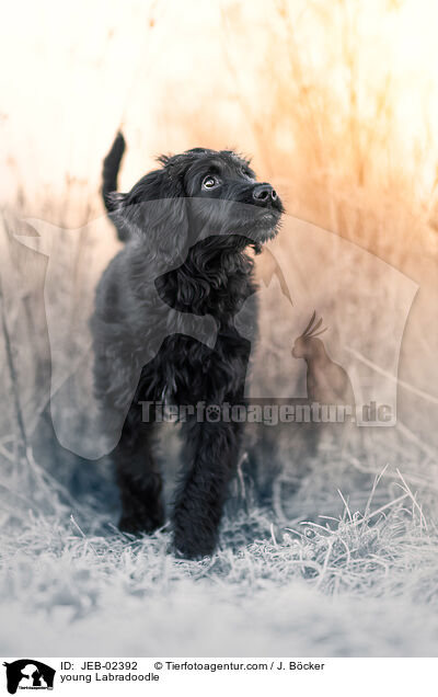 junger Labradoodle / young Labradoodle / JEB-02392