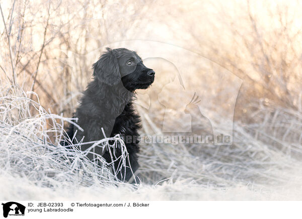 young Labradoodle / JEB-02393