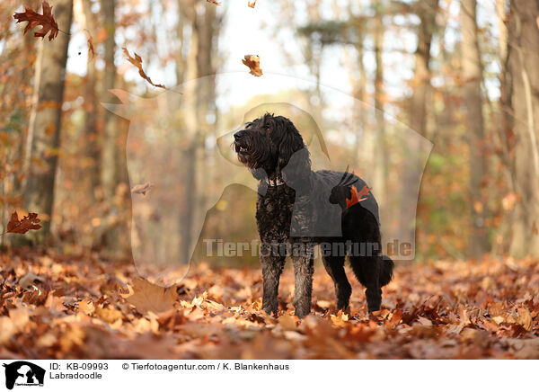 Labradoodle / Labradoodle / KB-09993