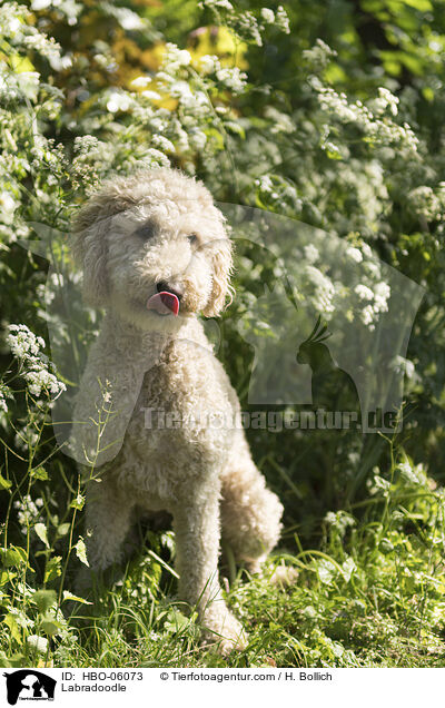 Labradoodle / Labradoodle / HBO-06073