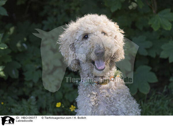 Labradoodle / HBO-06077