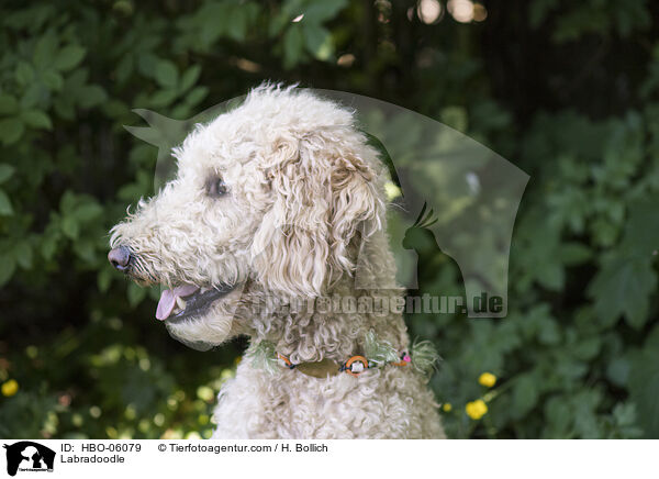 Labradoodle / Labradoodle / HBO-06079