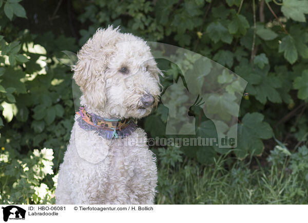 Labradoodle / Labradoodle / HBO-06081