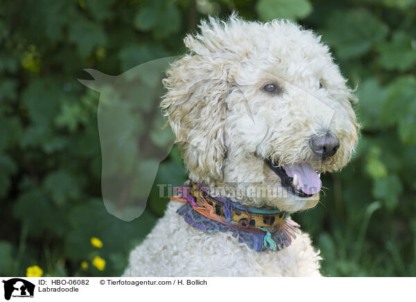 Labradoodle / Labradoodle / HBO-06082