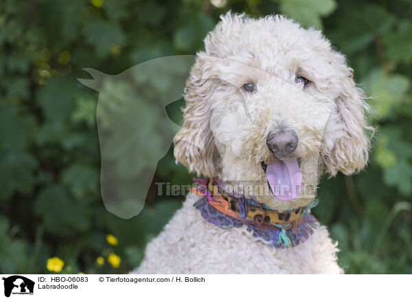 Labradoodle / Labradoodle / HBO-06083