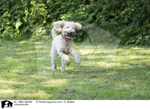 Labradoodle / HBO-06090