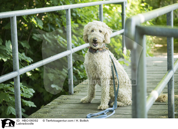 Labradoodle / HBO-06092