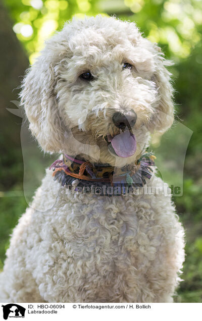 Labradoodle / Labradoodle / HBO-06094