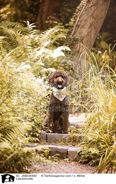 Labradoodle / Labradoodle / JAM-04580