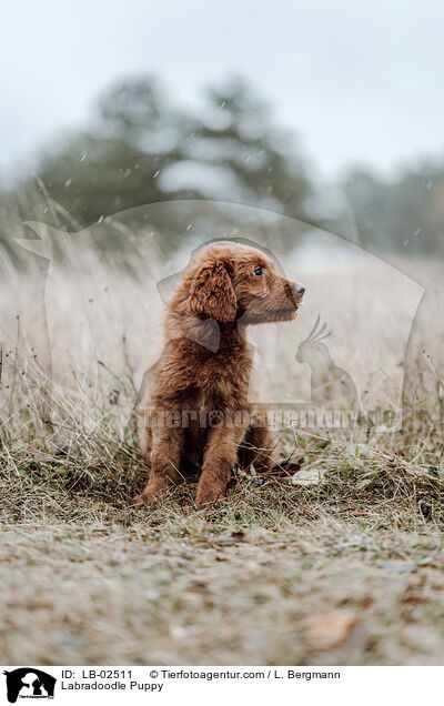 Labradoodle Welpe / Labradoodle Puppy / LB-02511