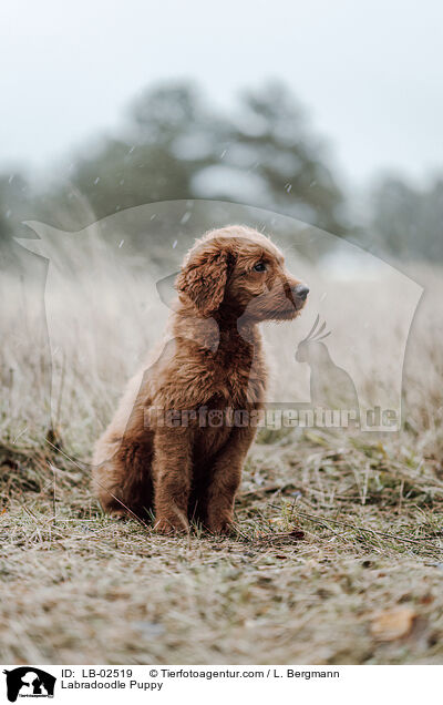 Labradoodle Welpe / Labradoodle Puppy / LB-02519