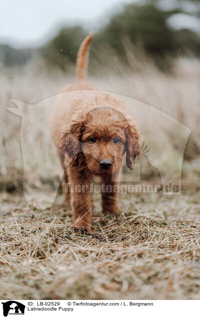 Labradoodle Welpe / Labradoodle Puppy / LB-02529