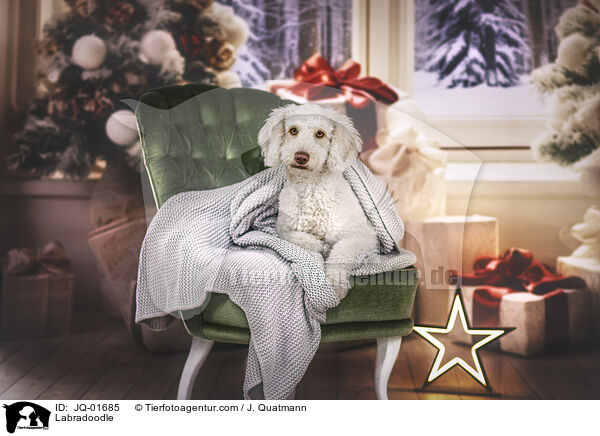 Labradoodle / Labradoodle / JQ-01685