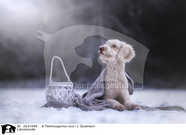 Labradoodle / Labradoodle / JQ-01699