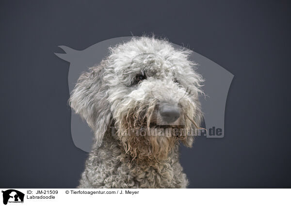 Labradoodle / Labradoodle / JM-21509