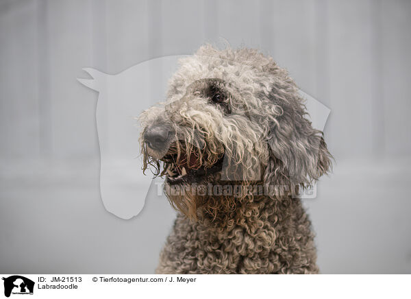 Labradoodle / Labradoodle / JM-21513