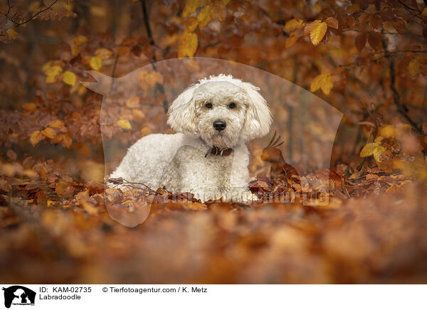 Labradoodle / Labradoodle / KAM-02735