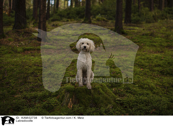 Labradoodle / Labradoodle / KAM-02738