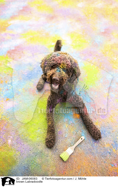 brauner Labradoodle / brown Labradoodle / JAM-06083