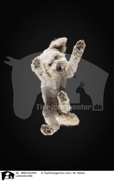 Labradoodle / Labradoodle / MAH-04494